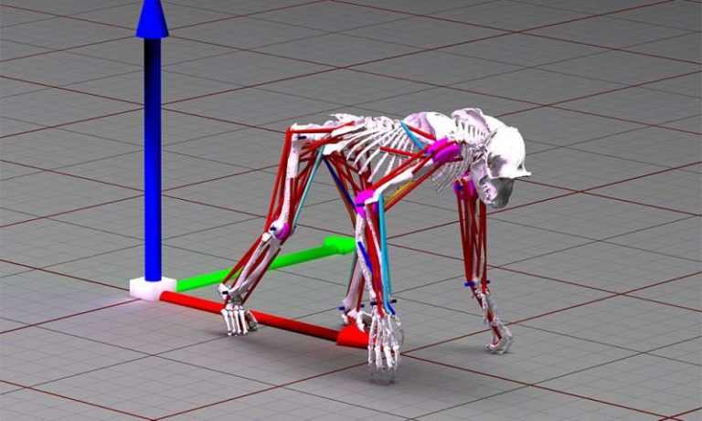 Шимпанзе помогает ученым улучшить машинное обучение имитации животных