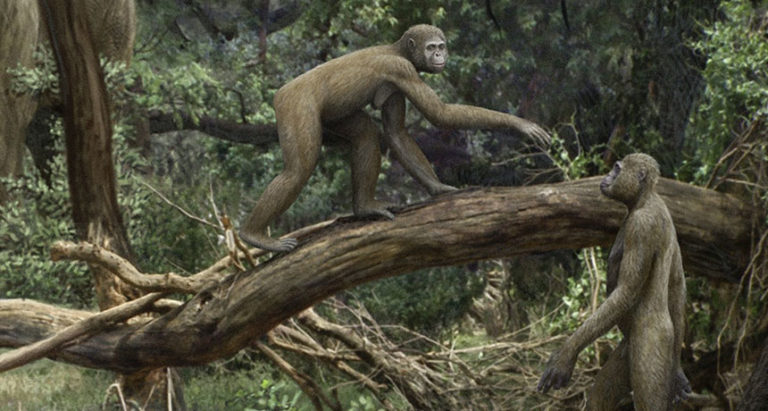 Ardipithecus ramidus
