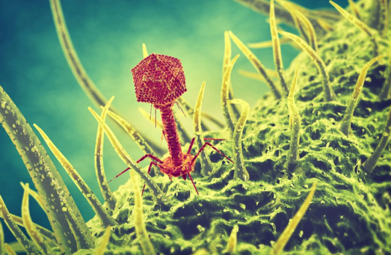 Может ли вирус заразить другой вирус?