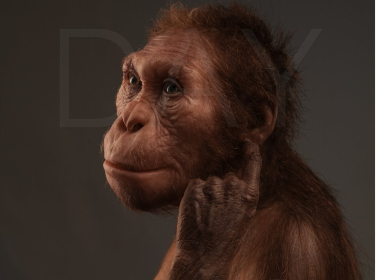 Australopithecus sediba