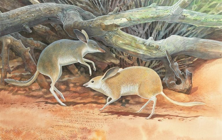 Обнаружен новый вид вымершего бандикута