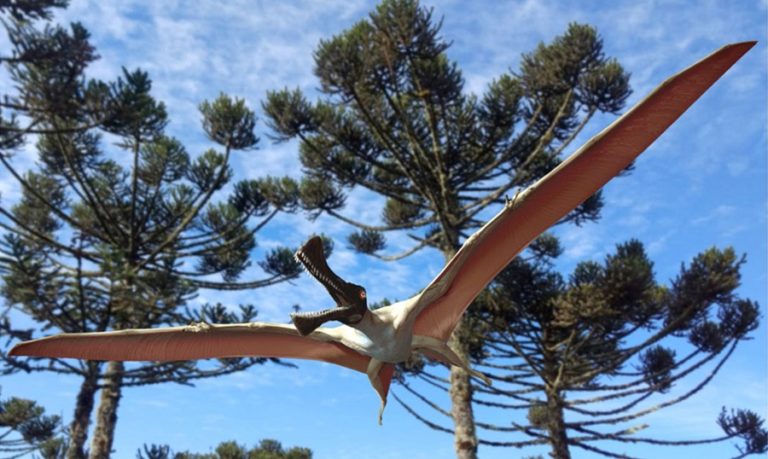 Окаменелость гигантской летающей рептилии обнаружена в Австралии