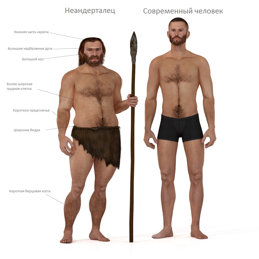 Сравнение Homo Neanderthalensis и Homo Sapiens