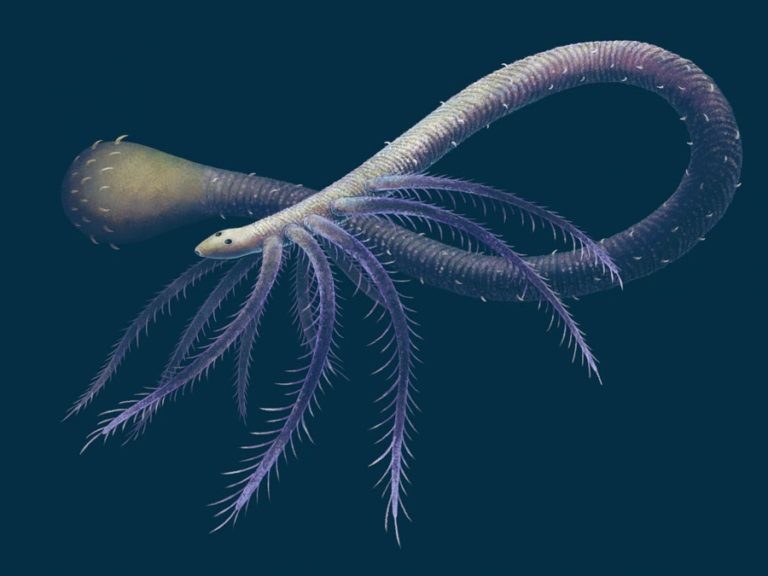 Палеонтологи разгадывают тайну кембрийского червеобразного существа