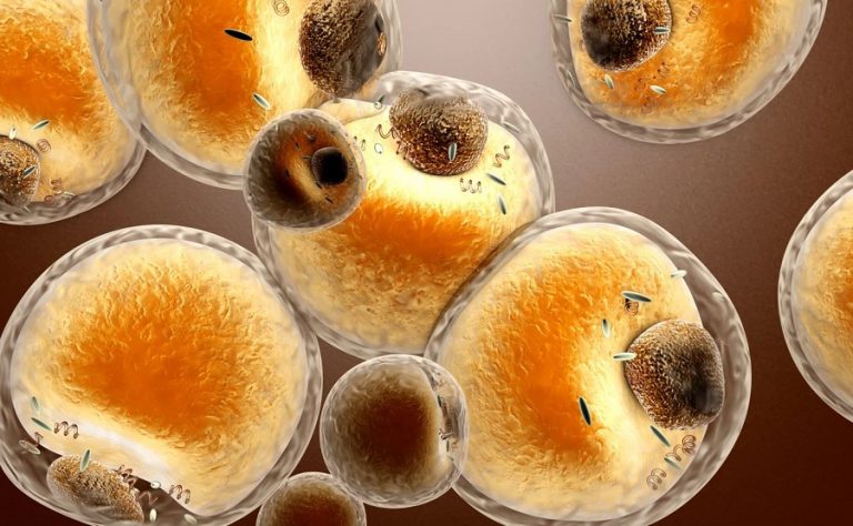 жировые клетки