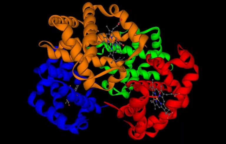 белок строение