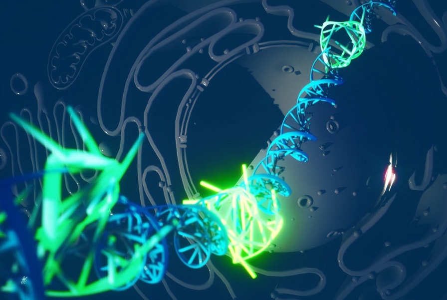 формирования квадро-спирали ДНК