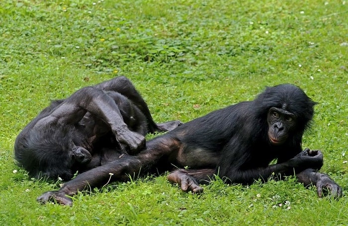 Бонобо́, или карликовый шимпанзе
