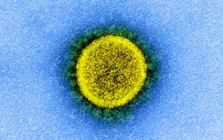 Коронавирус SARS-CoV-2