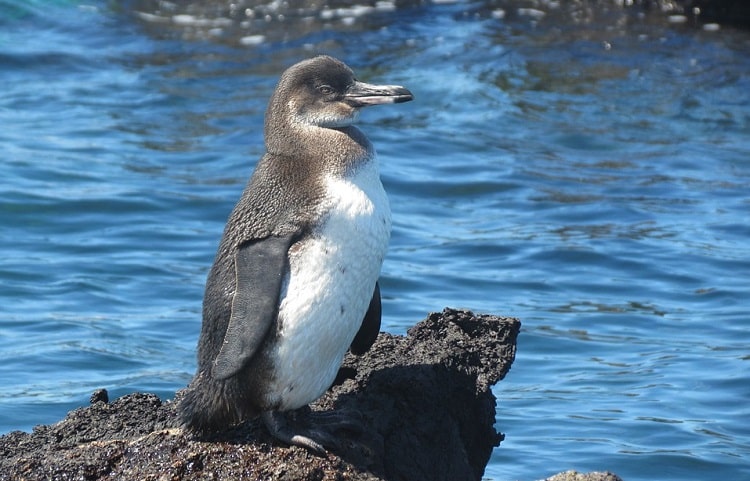 Пингвин на Галапагосских островах