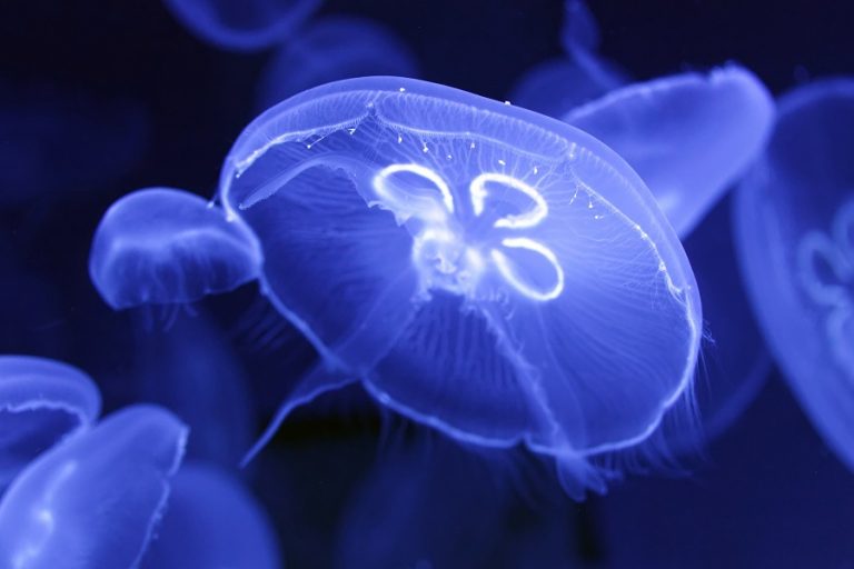 Робот-медуза движется как самый эффективный пловец в природе