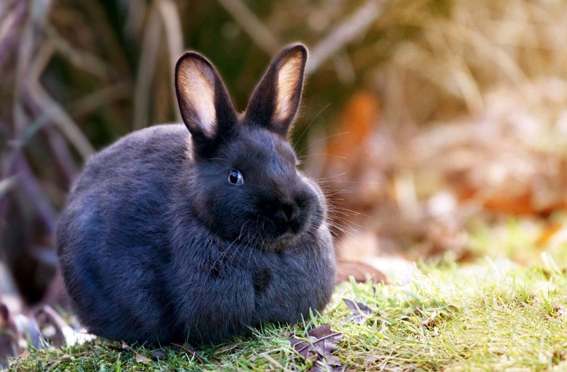 Ученые нашли причину, по которой кролики не вырастают большими
