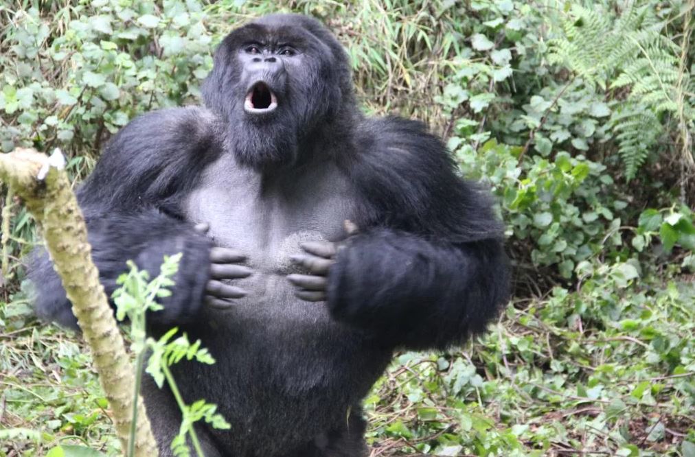 Самец горной гориллы бьет себя по груди