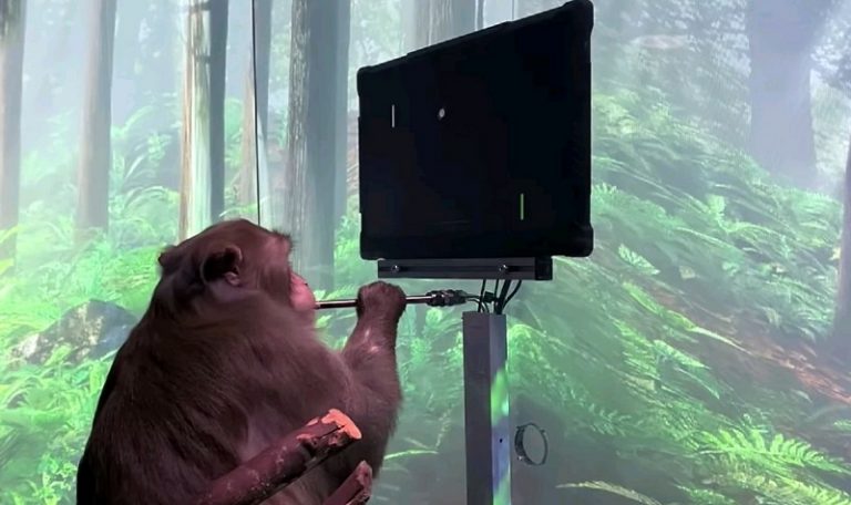 Стартап Neuralink помог обезьяне играть в теннис своим мозгом