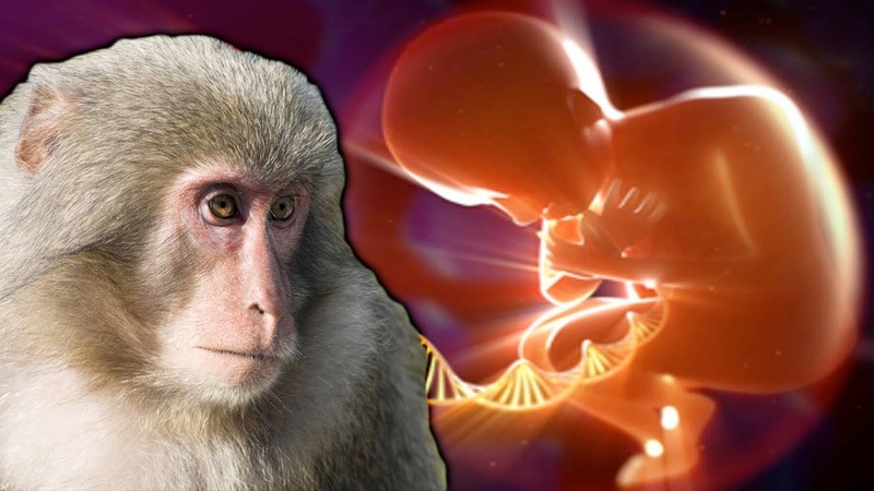 Эмбрионы химеры человека и обезьяны впервые созданы в лаборатории