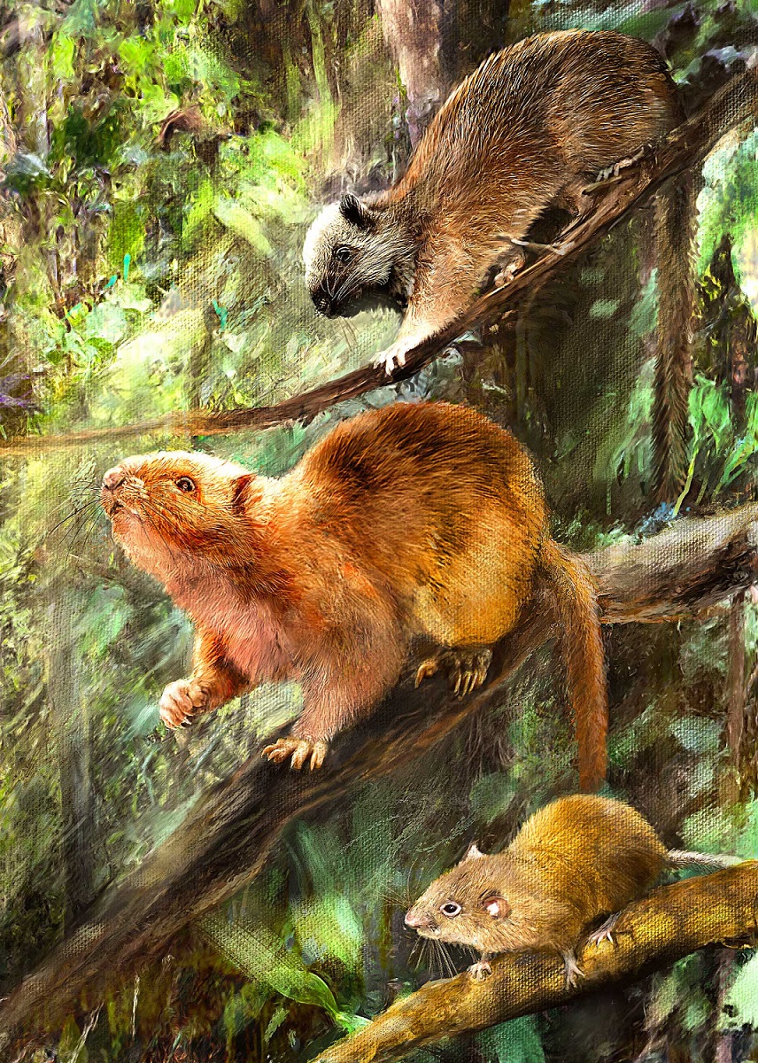 Палеонтологи нашли окаменелости вымерших гигантских облачных крыс на Филиппинах