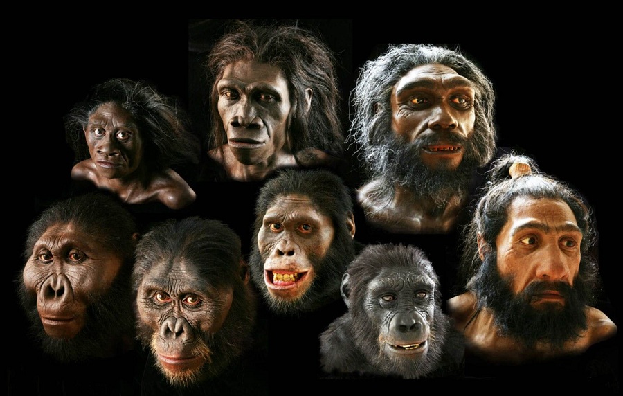 Гоминины: ископаемые обезьяны и загадка эволюции человека