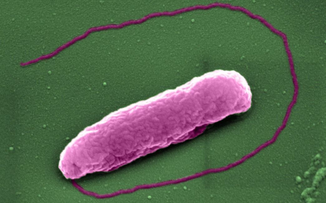 Антибиотик колистин способен взрывать супербактерии
