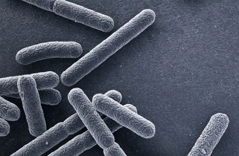 Молекула кардиолипин играет жизненно важную роль в обоих грамотрицательных защитных механизмах бактерий