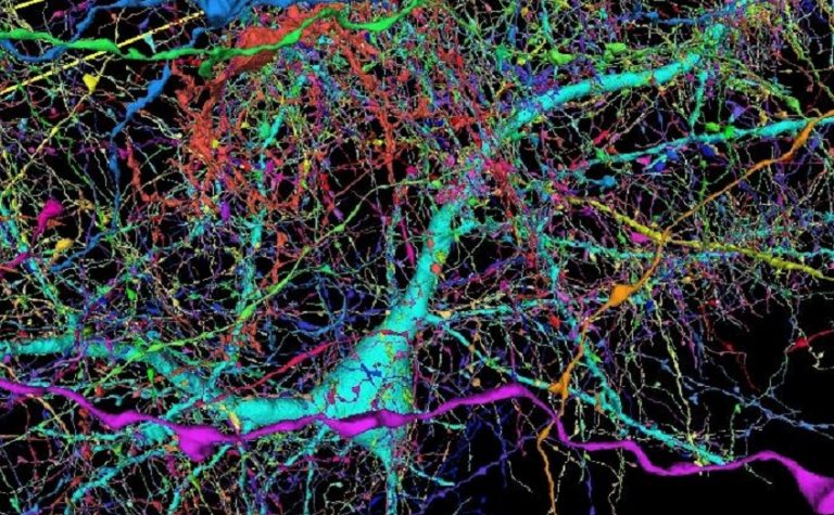 карта мозга