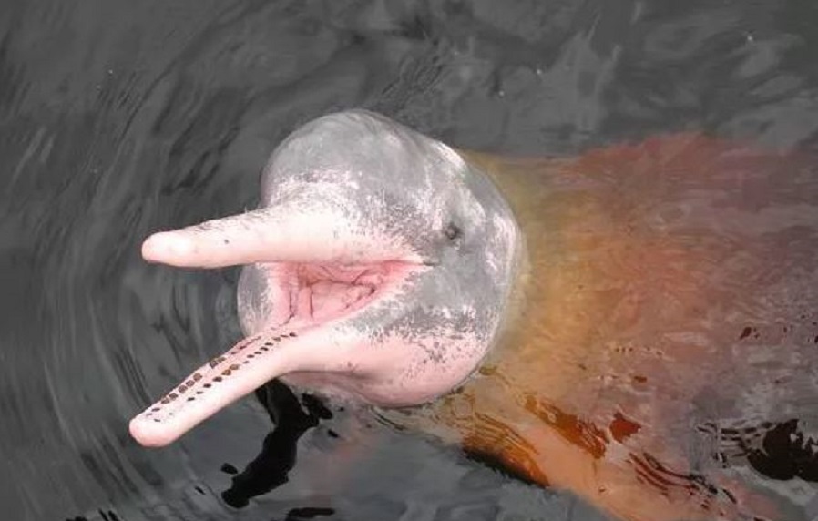 Дельфин реки Амазонки.
