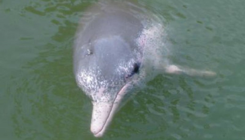 Белый дельфин Байджи