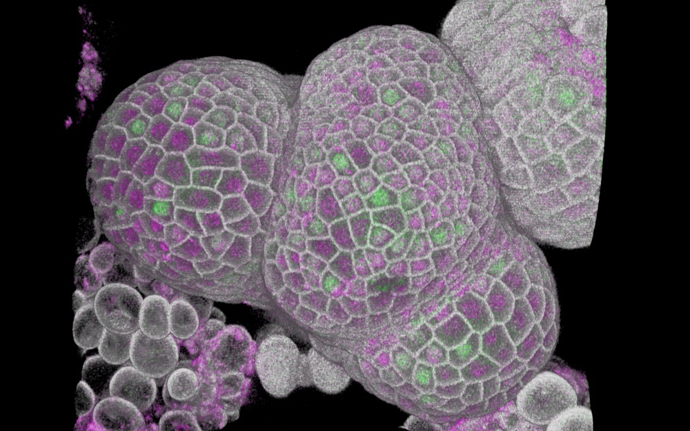 Как клетки узнают свой размер