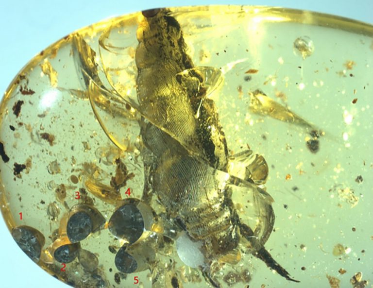 улитка в янтаре