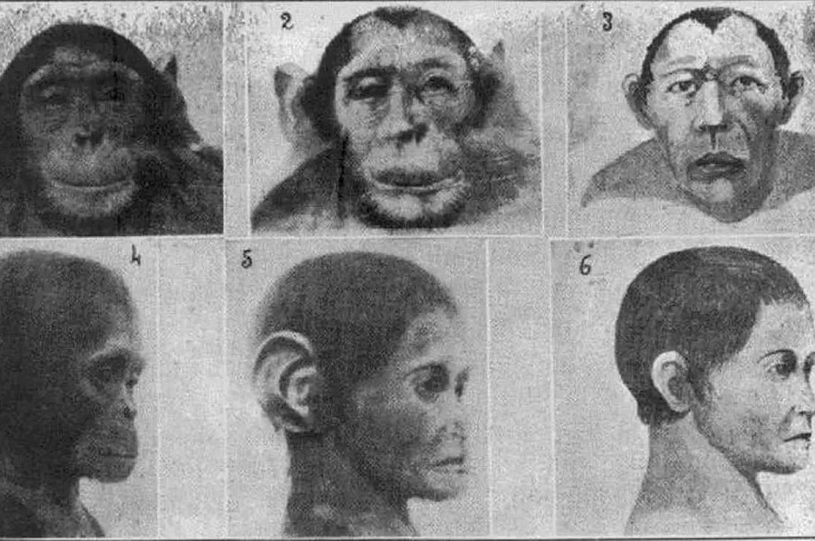 Гибрид человека и обезьяны
