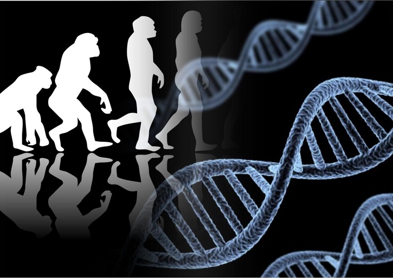 Исследования показывают, что всего 7% нашей ДНК уникальны для современных людей