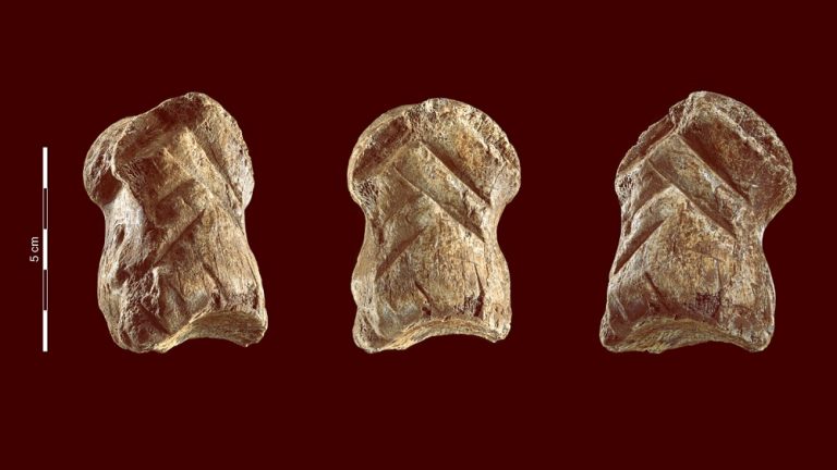 кость гигантского оленя