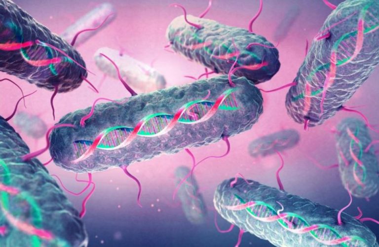 днк бактерий