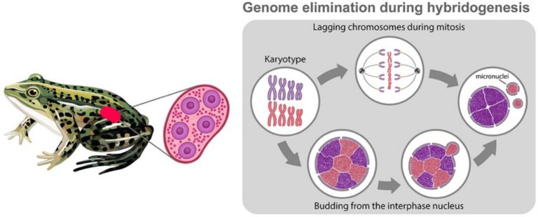 Биологи СПбГУ систематизировали все известные случаи удаления генетического материала