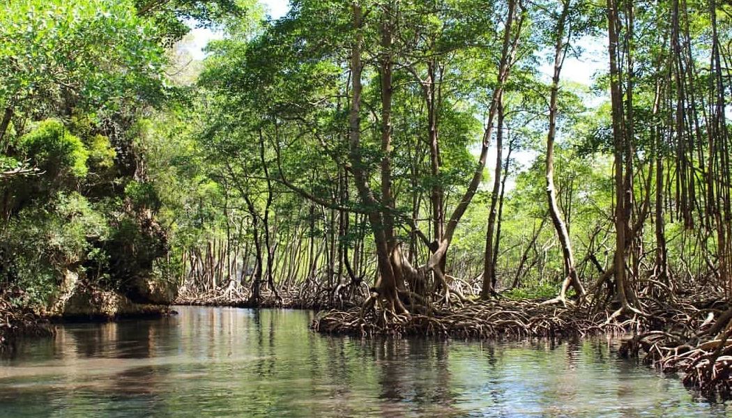 Загадочный мексиканский мангровый лес «застрял во времени» за сотни километров от побережья