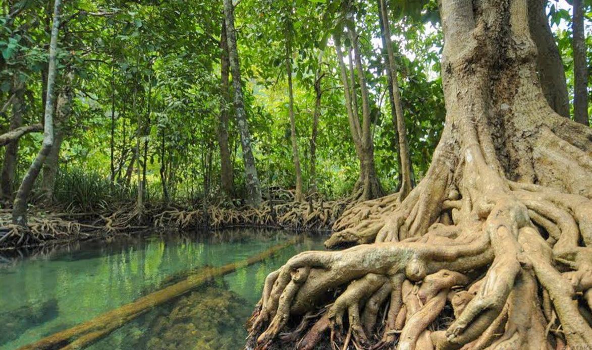 Загадочный мексиканский мангровый лес