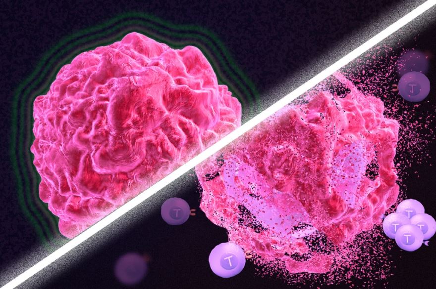 Умирающие раковые клетки заряжают иммунную систему и разрушают опухоли