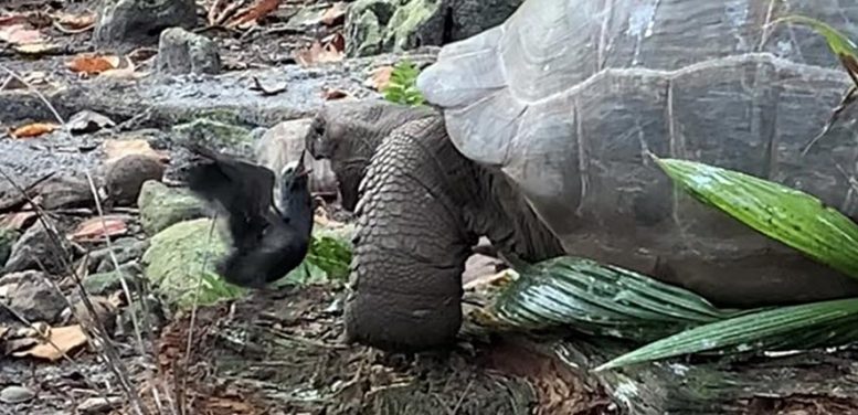 Гигантская сейшельская черепаха нападает на морских птиц и поедает их