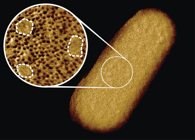 Самые лучшие изображения раскрывают секреты супербактерий
