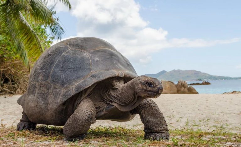 гигантская сейшельская черепаха Aldabrachelys gigantea