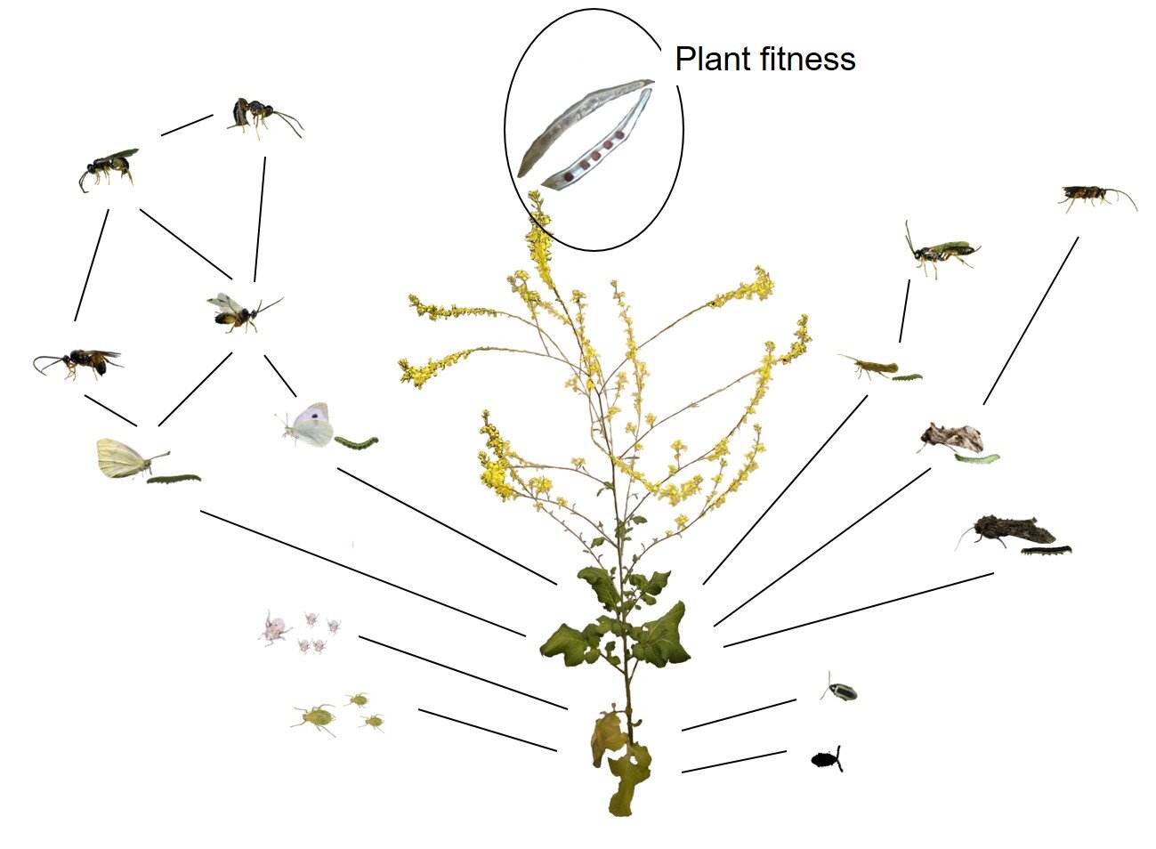 Как растения защищаются от множественных атак травоядных насекомых