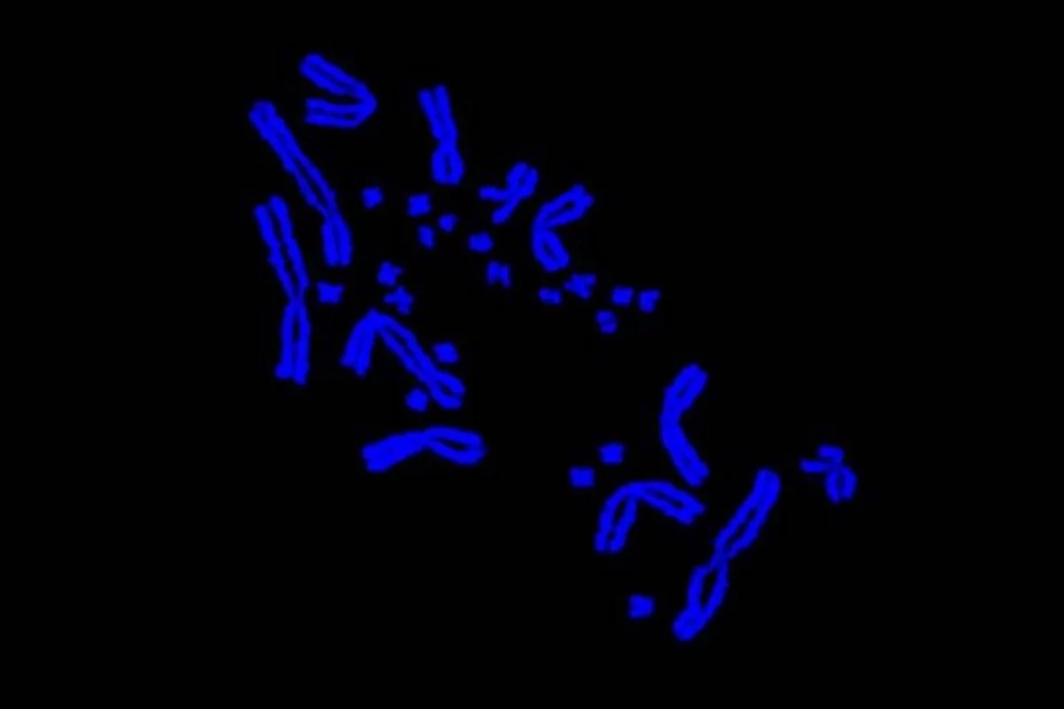 Геномная «пыль» оказалась крошечными хромосомами от древних предков