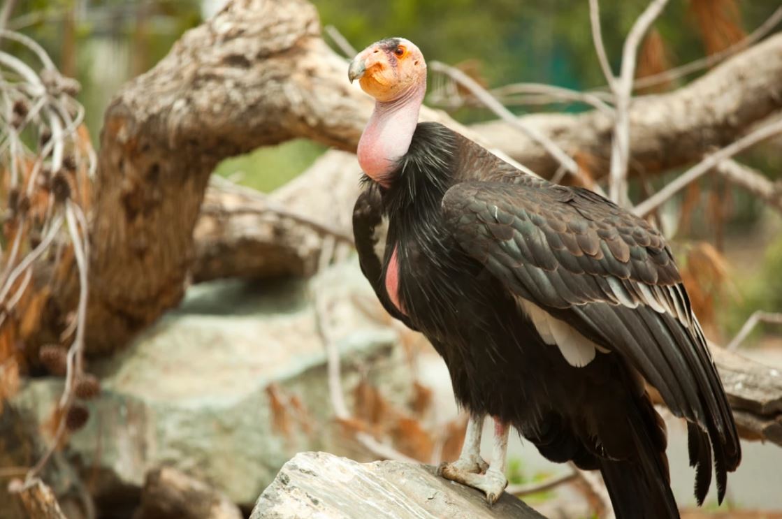 Птенцы калифорнийского кондора вылупляются из неоплодотворенных яиц