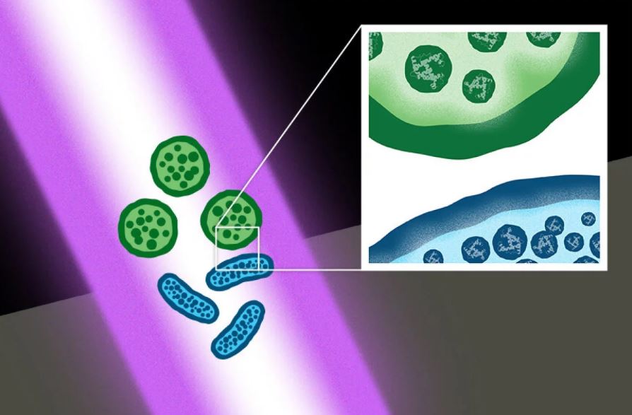 Ультракороткие лазерные импульсы уничтожают супербактерии, не повреждая клетки человека