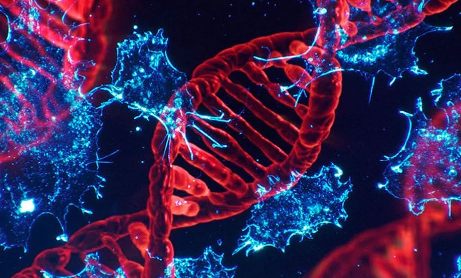 Почти 90% генов человека упоминаются в исследованиях рака, и это проблема