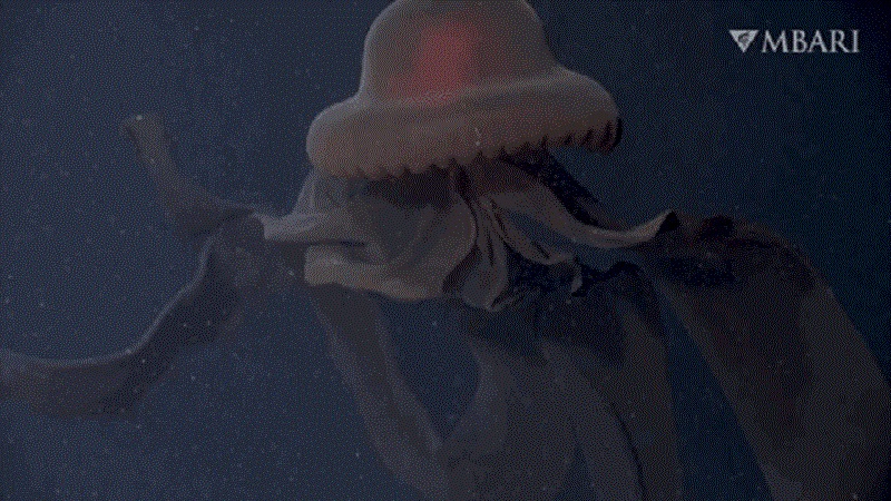 Гигантская медуза Stygiomedusa gigantea обнаружена в заливе Монтерей