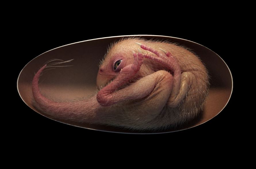 Окаменелый эмбрион подчеркивает связь между динозаврами и птицами
