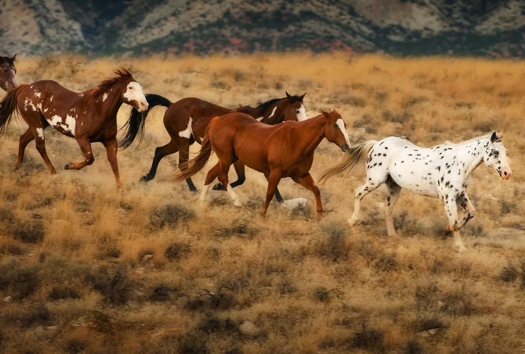 Стадо диких лошадей раскрывает свою социальную структуру