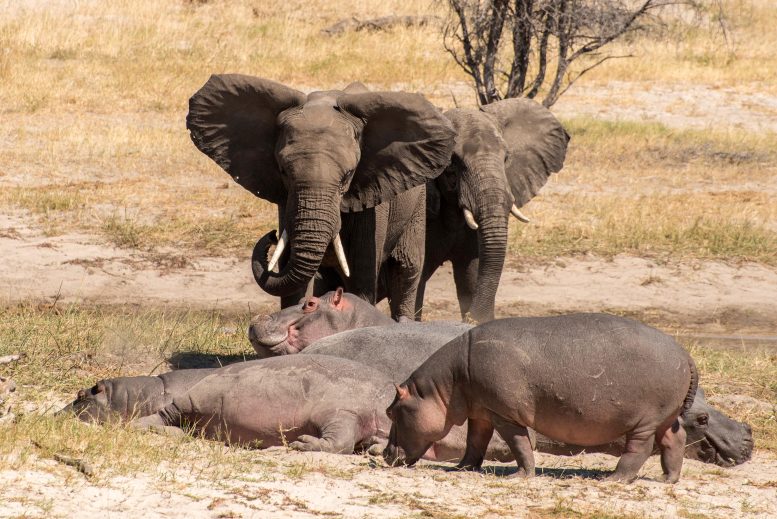 Старые слоны подавляют страх и агрессию молодых самцов
