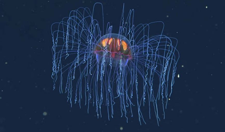 Медуза Crossota millsae обнаружена в заливе Монтерей