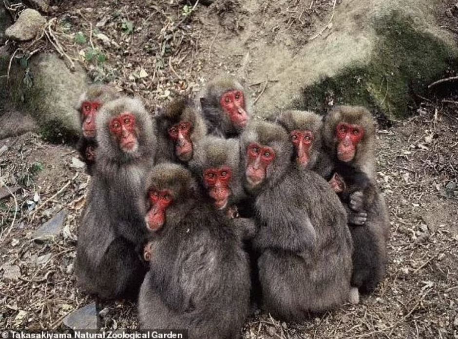 Японские макаки - обезьяны среднего размера с относительно короткими хвостами